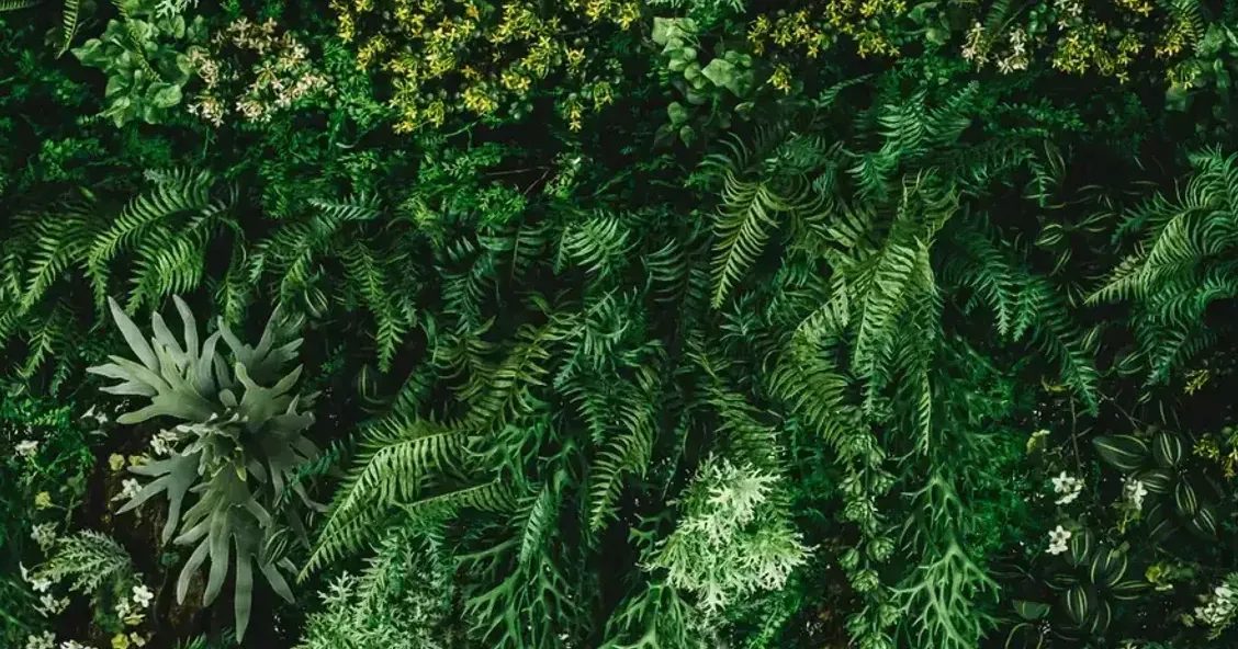Dense green ferns and foliage with small yellow flowers in a lush garden