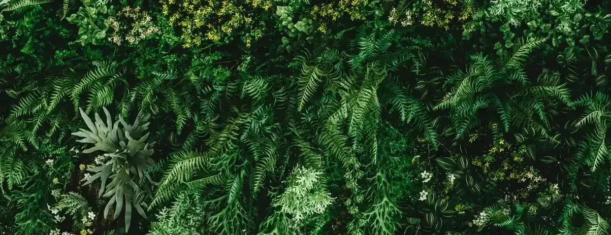 Lush green ferns and foliage with yellow flowers in a dense garden bed